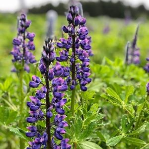 Meet your Posher, Kel